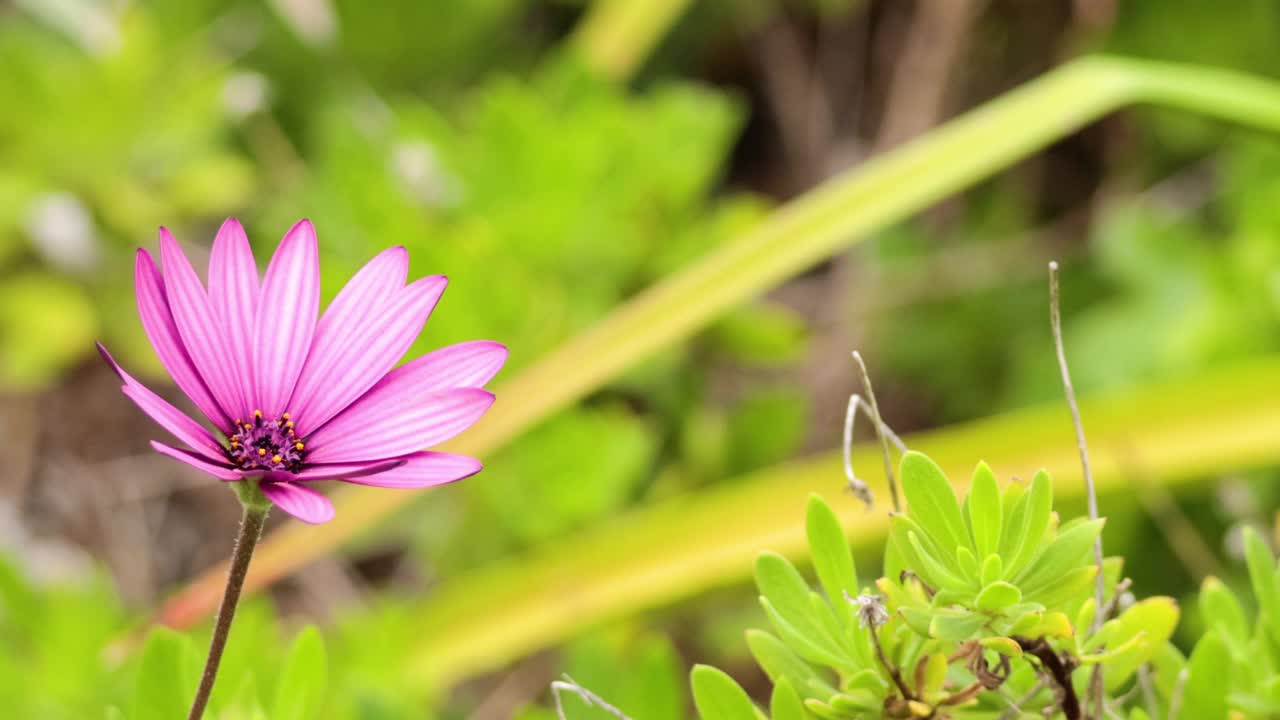 粉红色的花在微风中摇曳视频素材