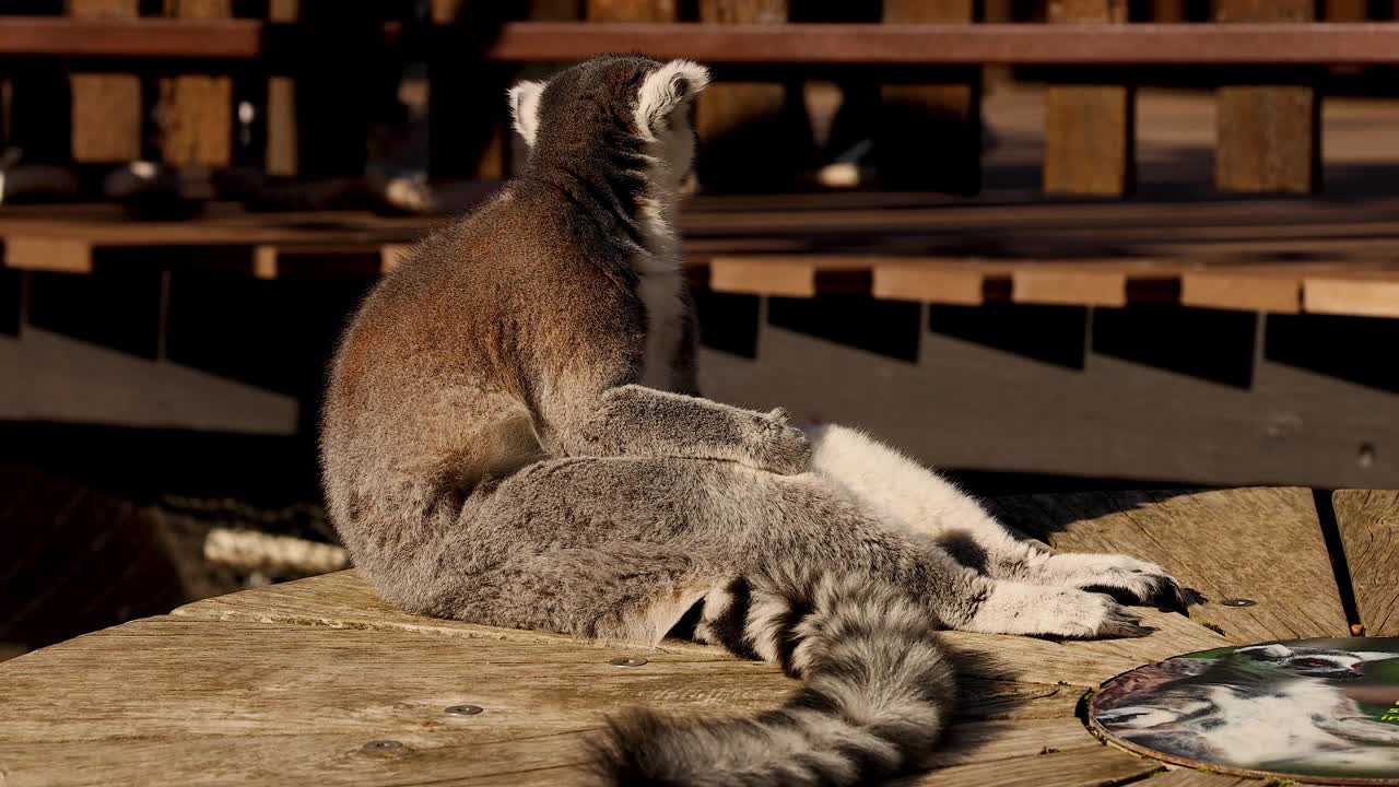 在墨尔本动物园休息的狐猴视频素材