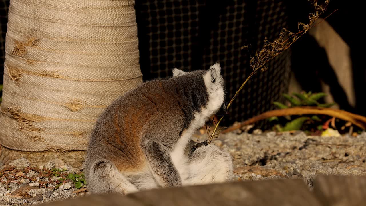 动物园里的狐猴坐在树旁视频素材