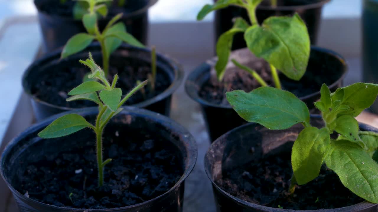 盆栽绿色植物的幼苗。全景。农业，种植蔬菜和花卉。视频下载