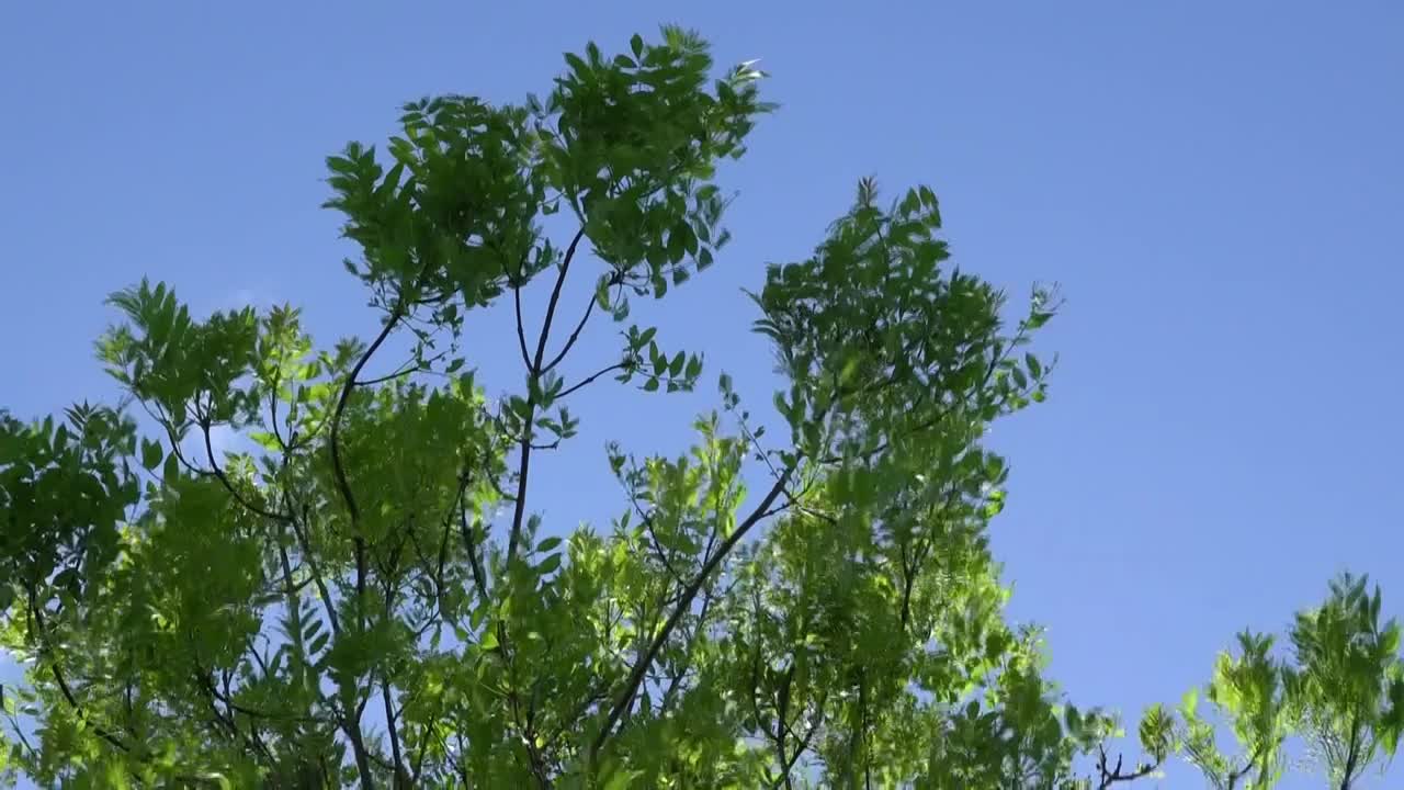 随风飘扬的树木视频下载