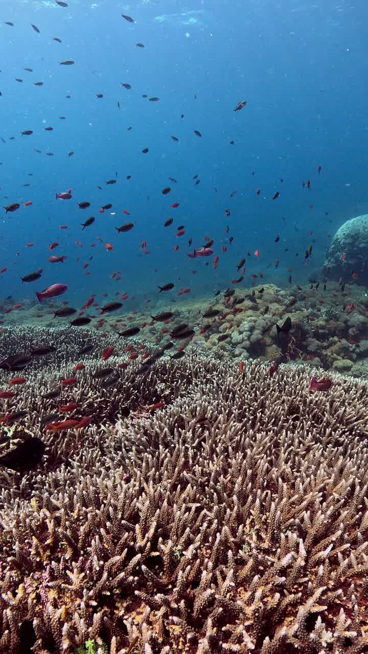 海洋生物视频素材