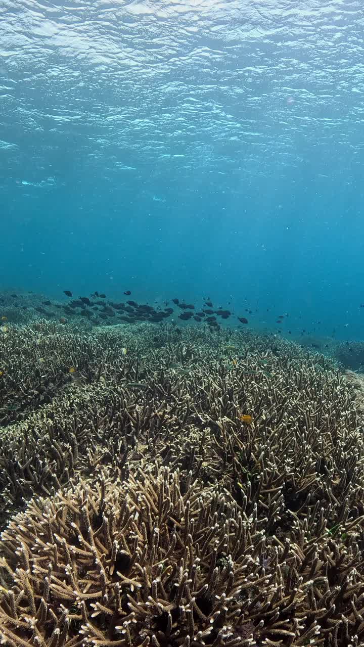 海底世界视频素材