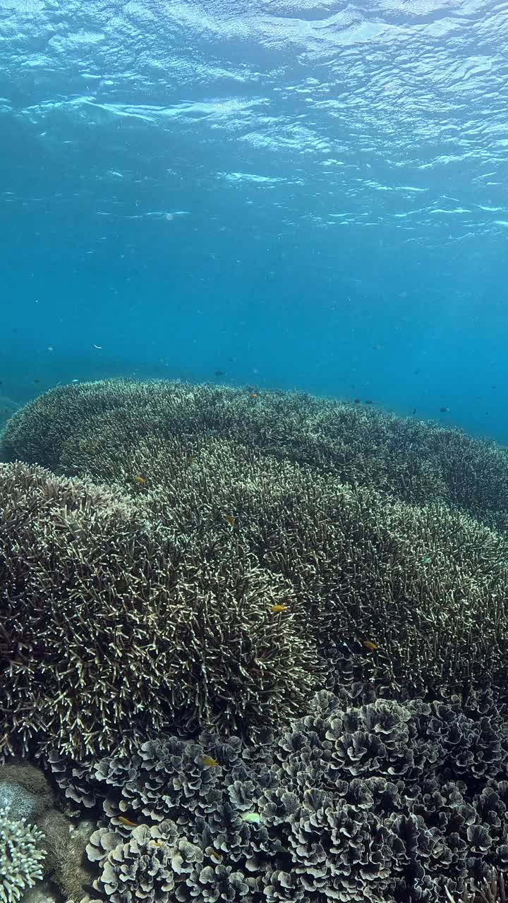 海底世界视频素材