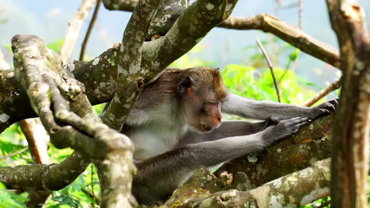 在树上的Macaca fascicularis (Monyet kra, kera ekor panjang, Monyet ekor panjang，长尾猕猴，Monyet pemakan kepiting，食蟹猴)。视频下载