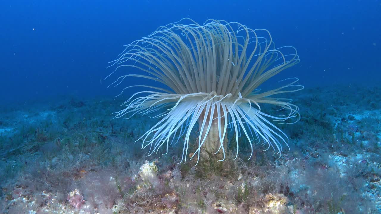 深海生物——43米深处的仙鹤视频素材