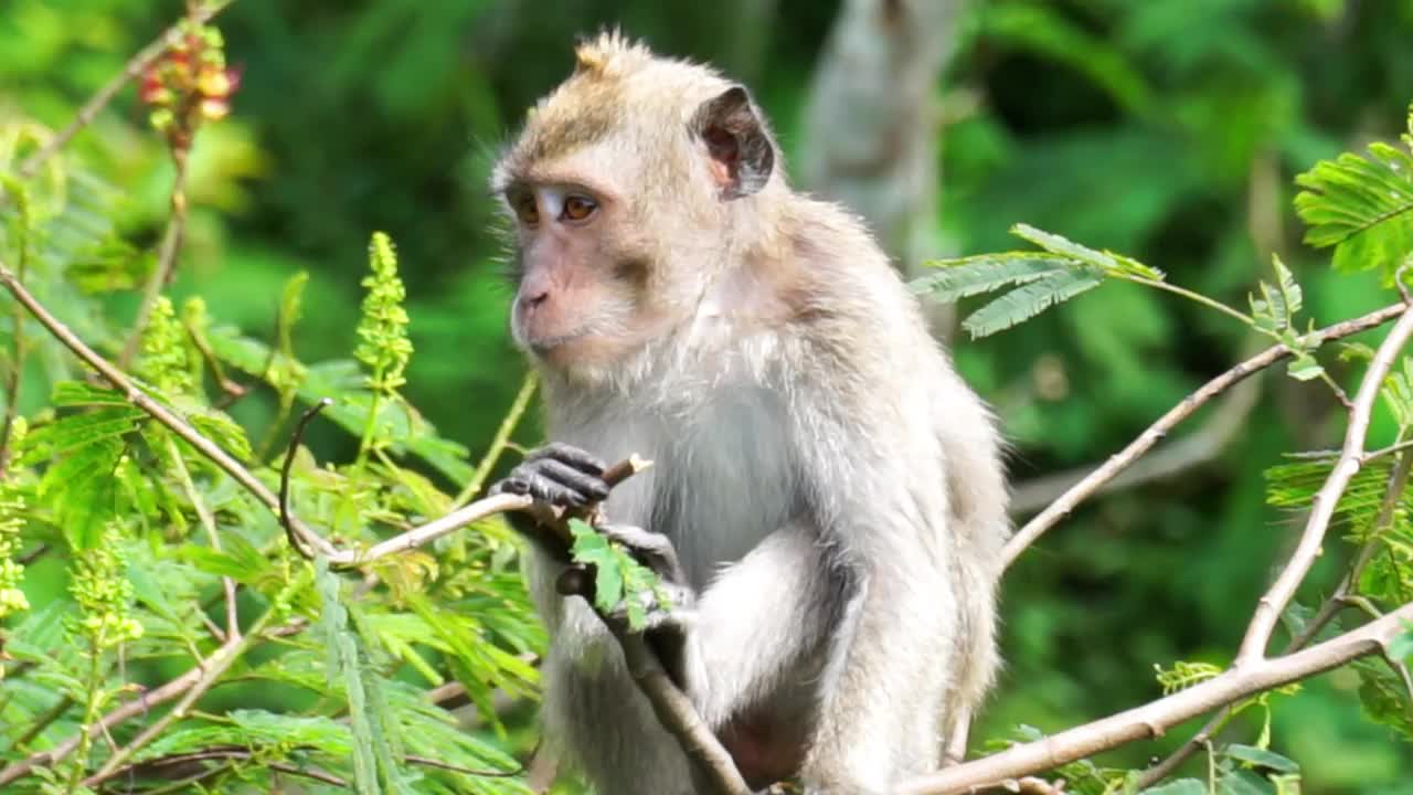 在树上的Macaca fascicularis (Monyet kra, kera ekor panjang, Monyet ekor panjang，长尾猕猴，Monyet pemakan kepiting，食蟹猴)。视频素材