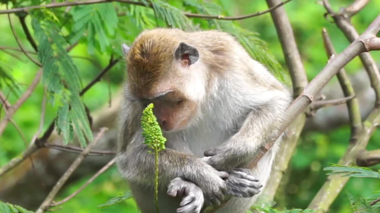 在树上的Macaca fascicularis (Monyet kra, kera ekor panjang, Monyet ekor panjang，长尾猕猴，Monyet pemakan kepiting，食蟹猴)。视频下载