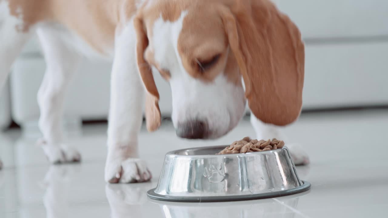 一只可爱的小猎犬小狗在房子地板上的碗里吃东西。萌宠概念视频素材