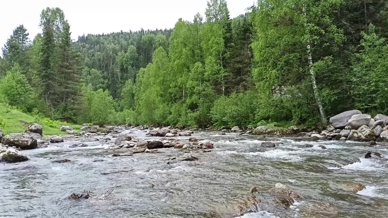 在一个阴天，一条又宽又浅、露出石头的河流像暴风雨一样从山上流过一片夏日的森林。视频下载