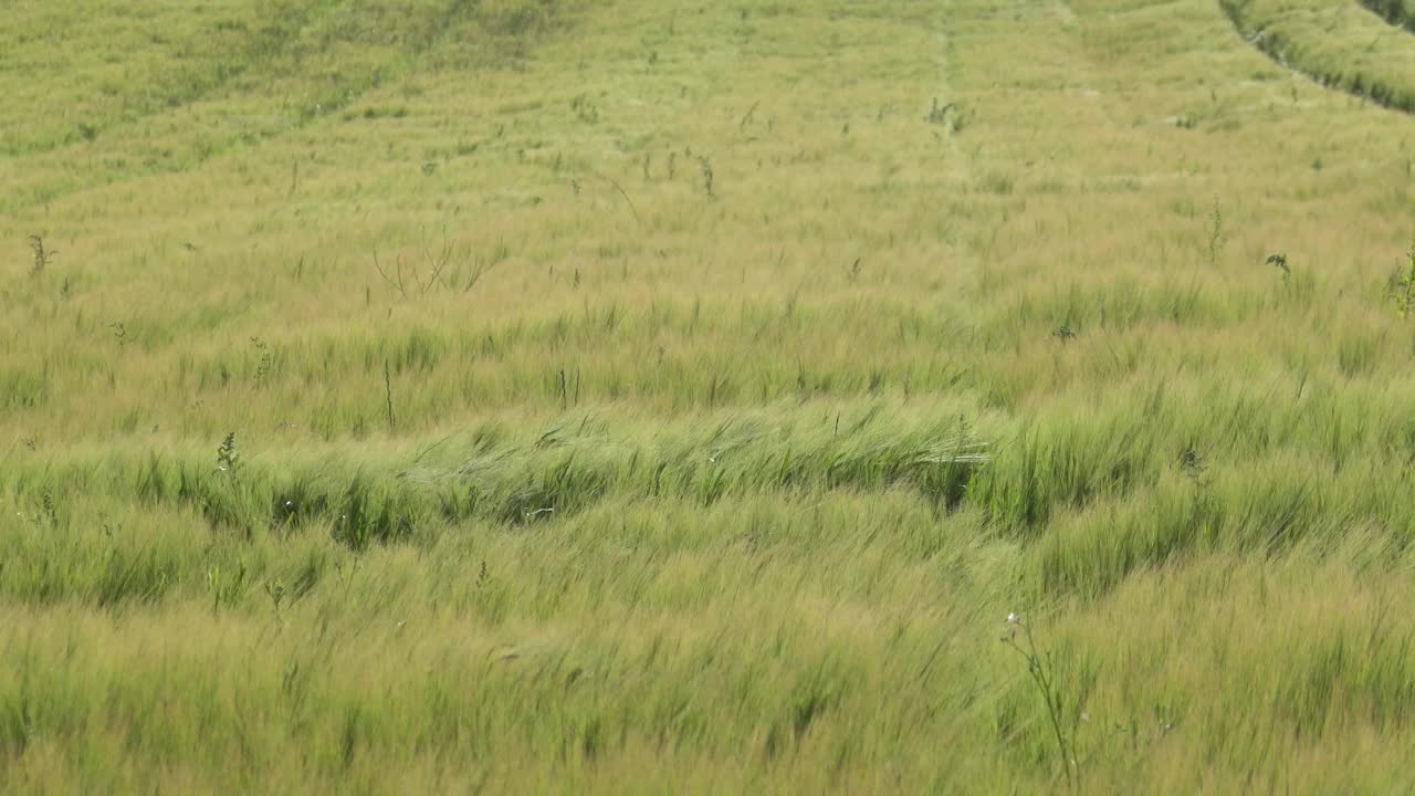 麦田丹麦视频素材