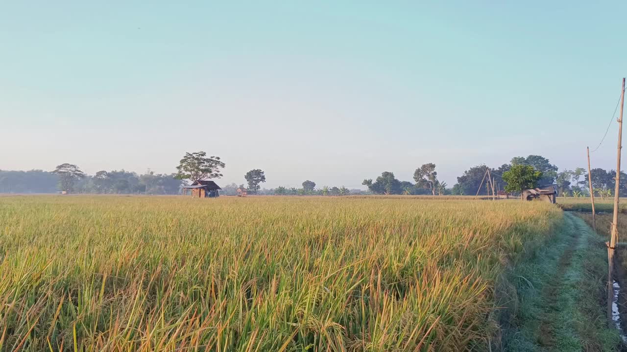 阳光明媚的早晨，稻田的景色。4 k的片段视频素材