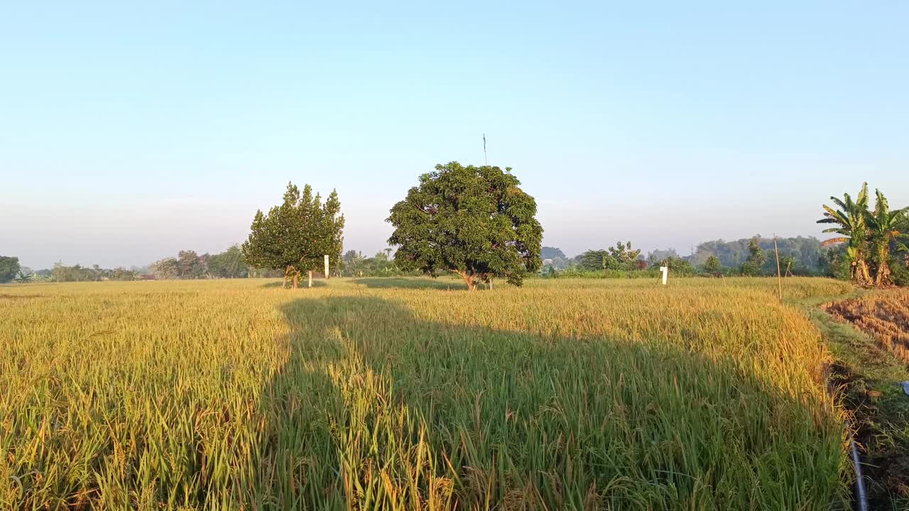 阳光明媚的早晨，稻田的景色。4 k的片段视频下载