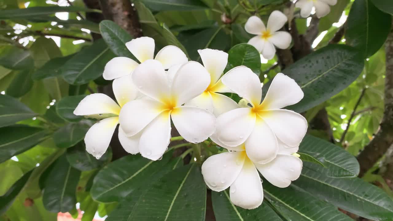 金花又名鸡蛋花，白色的花，五瓣，黄色的花心，美丽的花朵生长在亚洲，泰国，金花盛开在风中摇曳的树上。风景宜人的风景视频素材