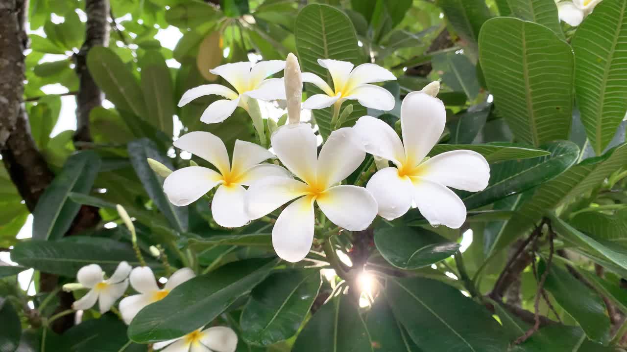 金花又名鸡蛋花，白色的花，五瓣，黄色的花心，美丽的花朵生长在亚洲，泰国，金花盛开在风中摇曳的树上。风景宜人的风景视频素材