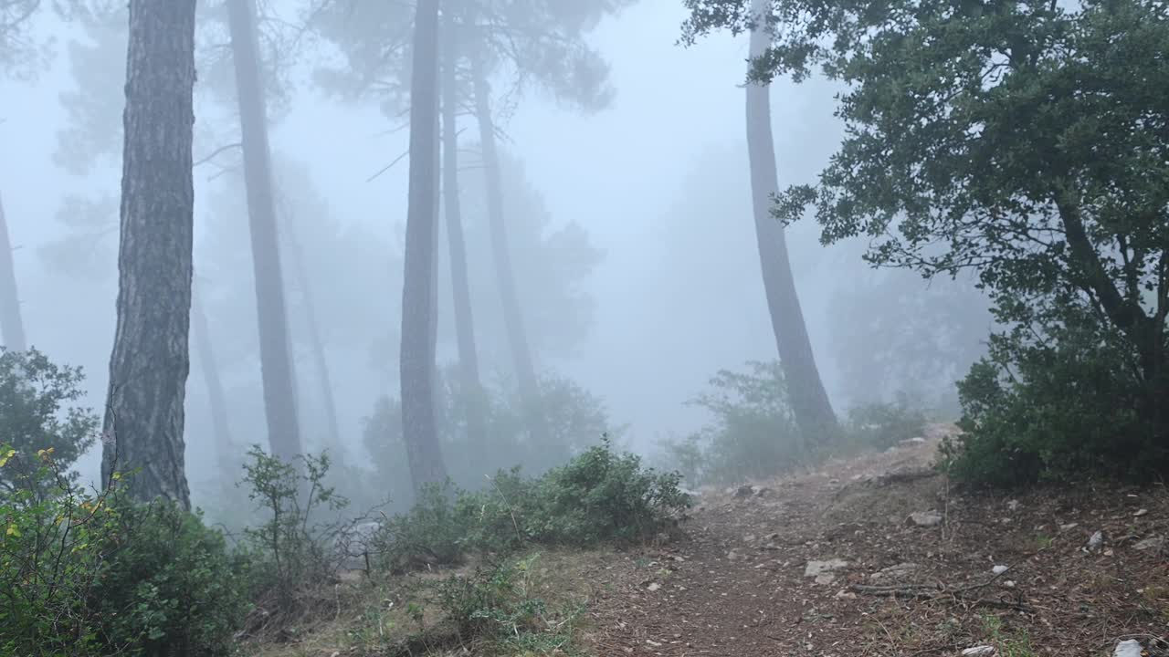 一个背着双肩包的徒步旅行者在雾蒙蒙的早晨穿过山林视频素材