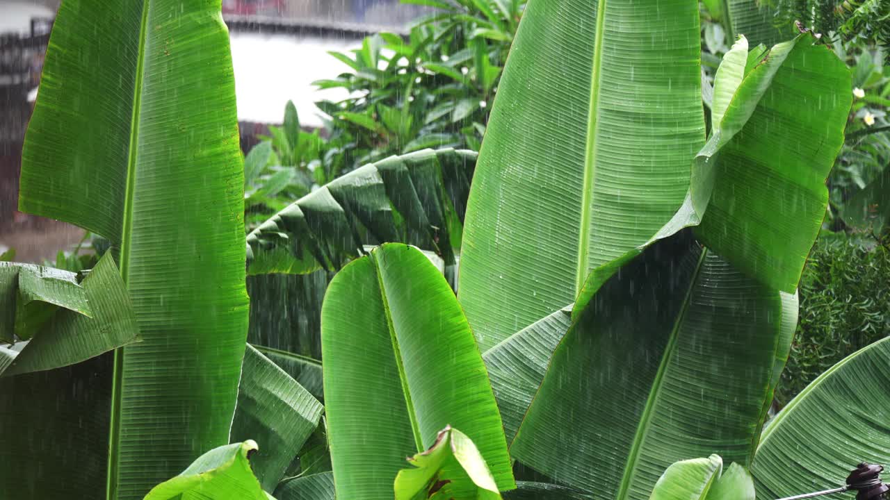 自然界的季风雨视频下载