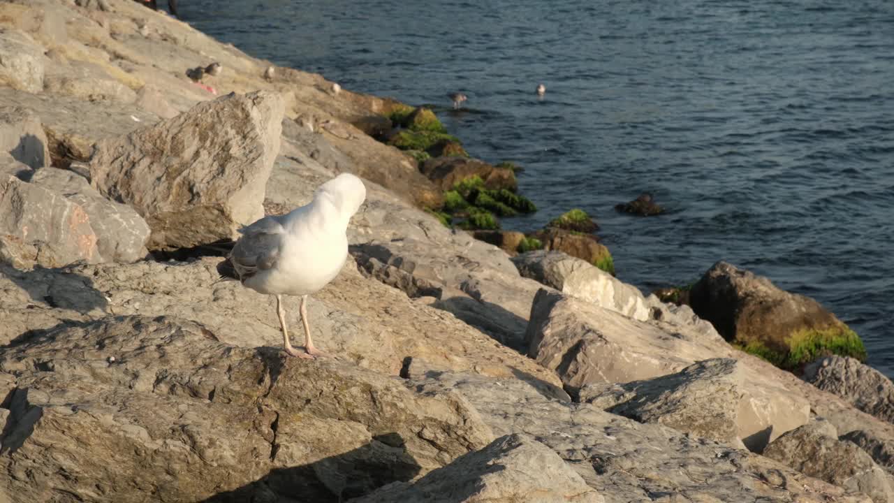 海边的海鸥。海鸥在晒日光浴视频下载