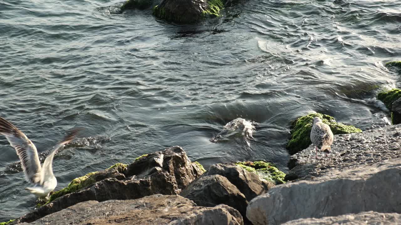 海边的海鸥。海鸥在晒日光浴视频下载