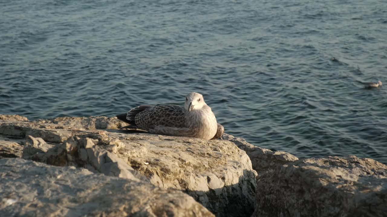 海边的海鸥。海鸥在晒日光浴视频素材