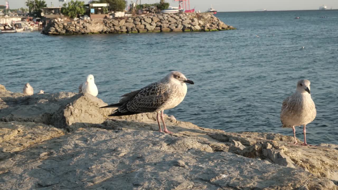 海边的海鸥。海鸥在晒日光浴视频下载