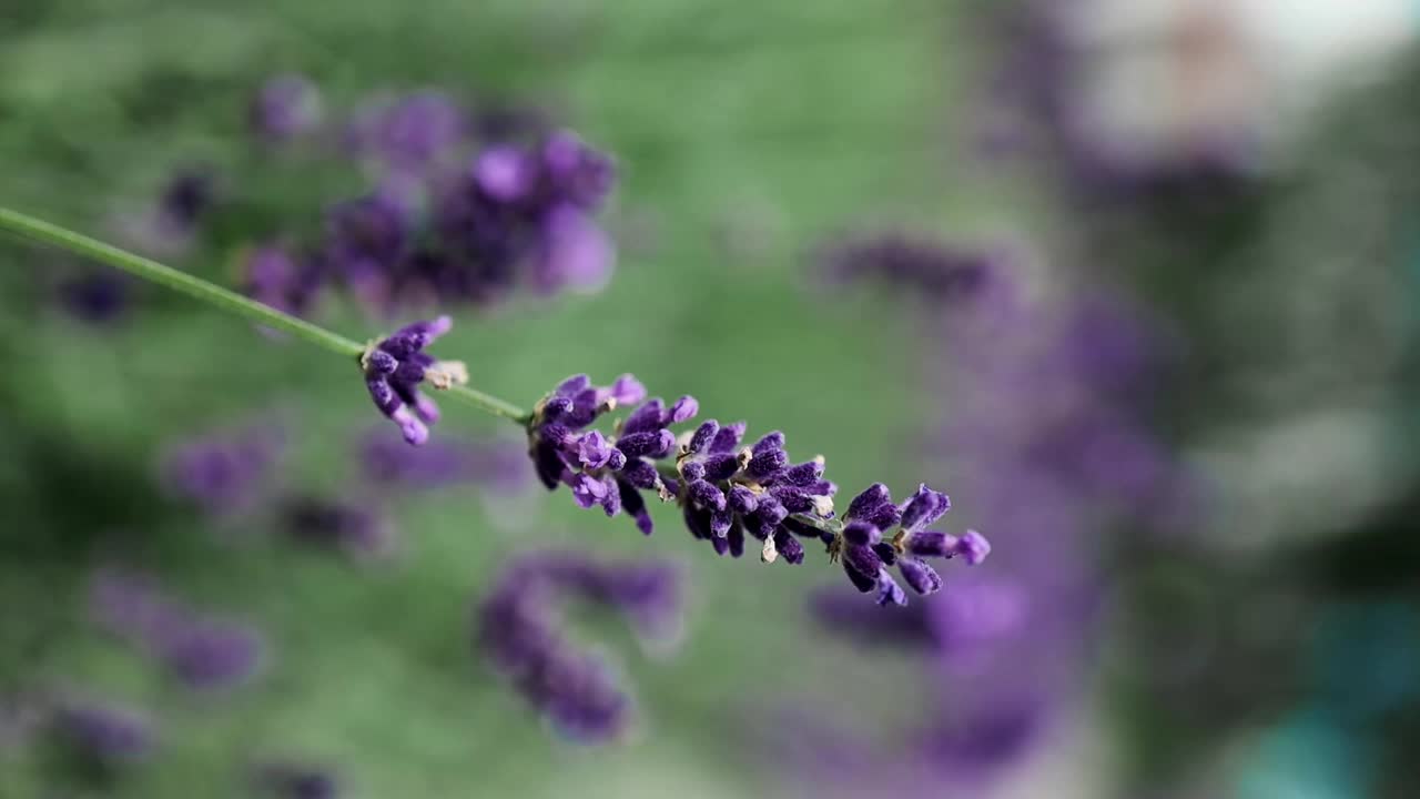 田野里紫色的薰衣草花。夏日后院风景优美。蜜蜂给薰衣草授粉视频素材