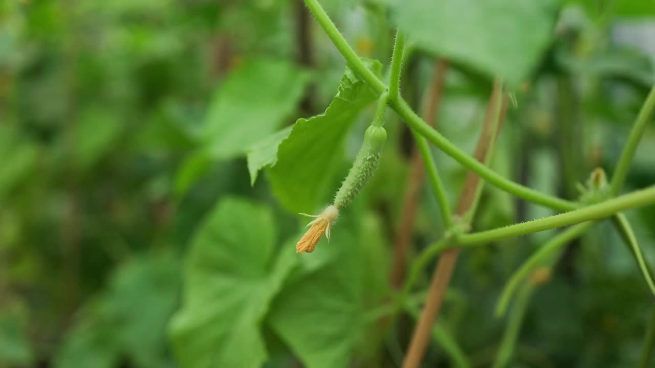 低角度的黄瓜植物在花园里，显示郁郁葱葱的叶子和土壤。黄瓜和番茄在同一个温室里相邻的床上种植。乡村业余蔬菜种植。高质量的视频素材