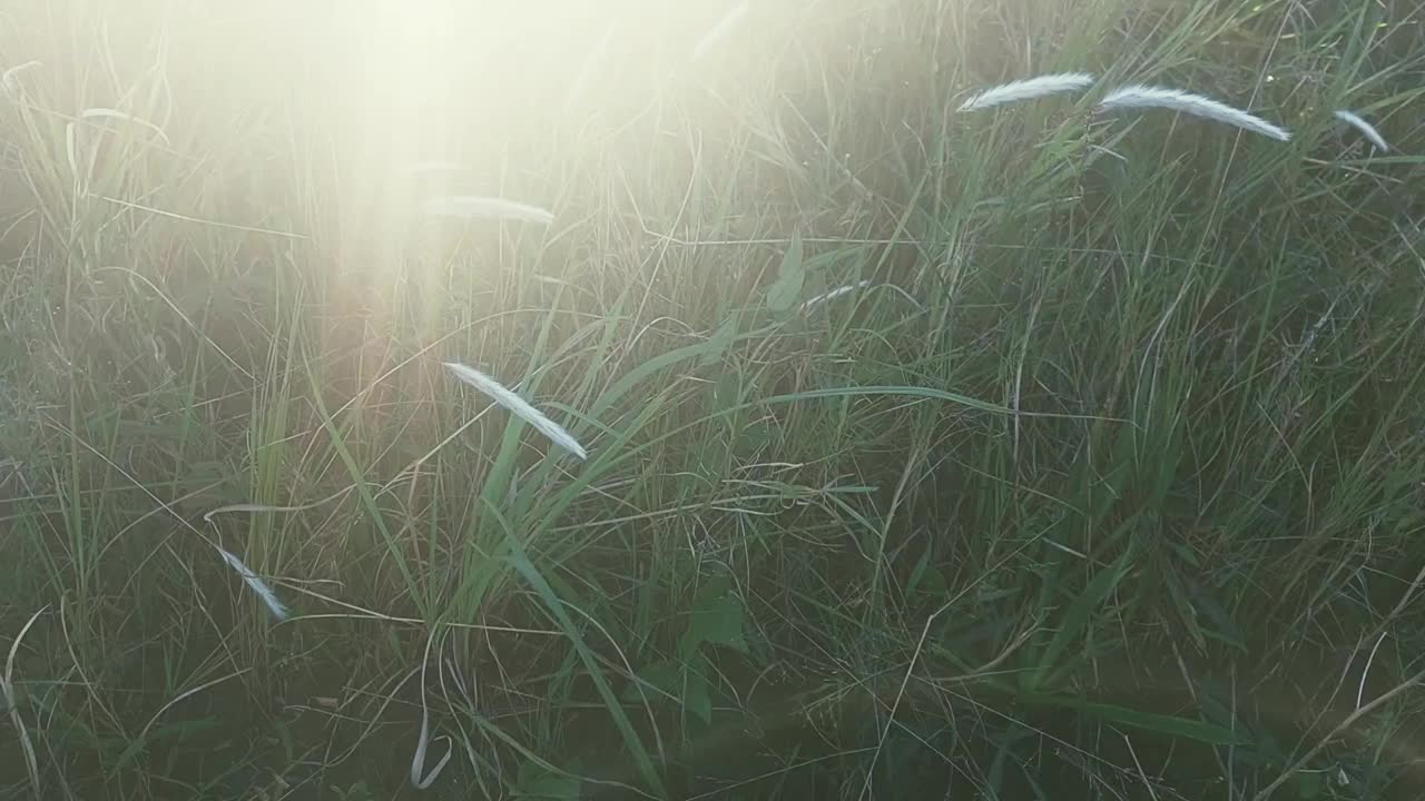 风中的草视频素材