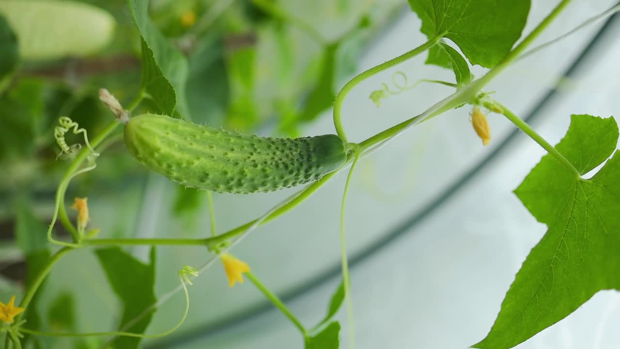 低角度的黄瓜植物在花园里，显示郁郁葱葱的叶子和土壤。黄瓜和番茄在同一个温室里相邻的床上种植。乡村业余蔬菜种植。高质量的视频素材