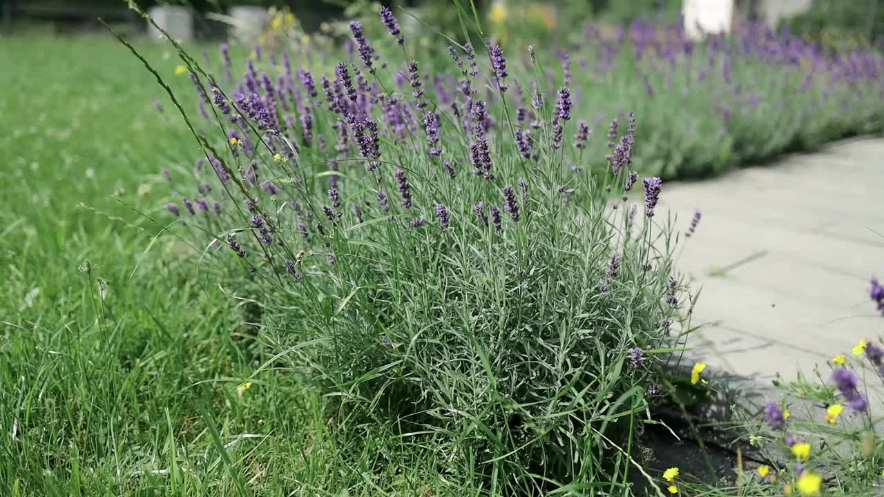 田野里紫色的薰衣草花。夏日后院风景优美视频素材