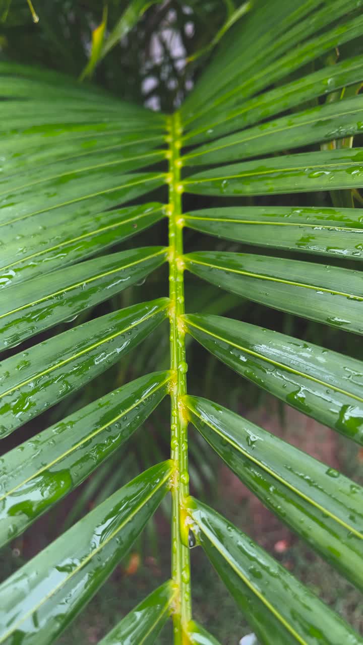 绿色的棕榈叶沾着雨滴视频下载