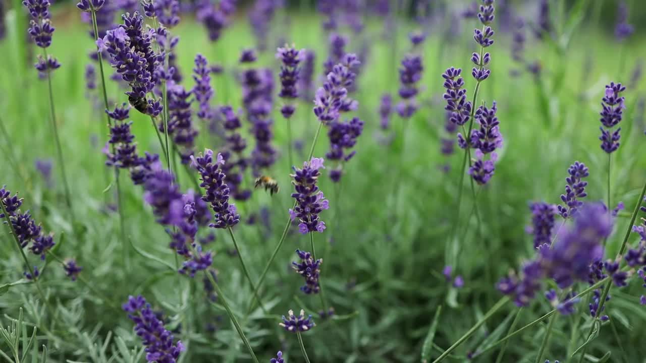 盛开的紫色薰衣草花田。区域有机种植。普罗旺斯,法国。视频素材