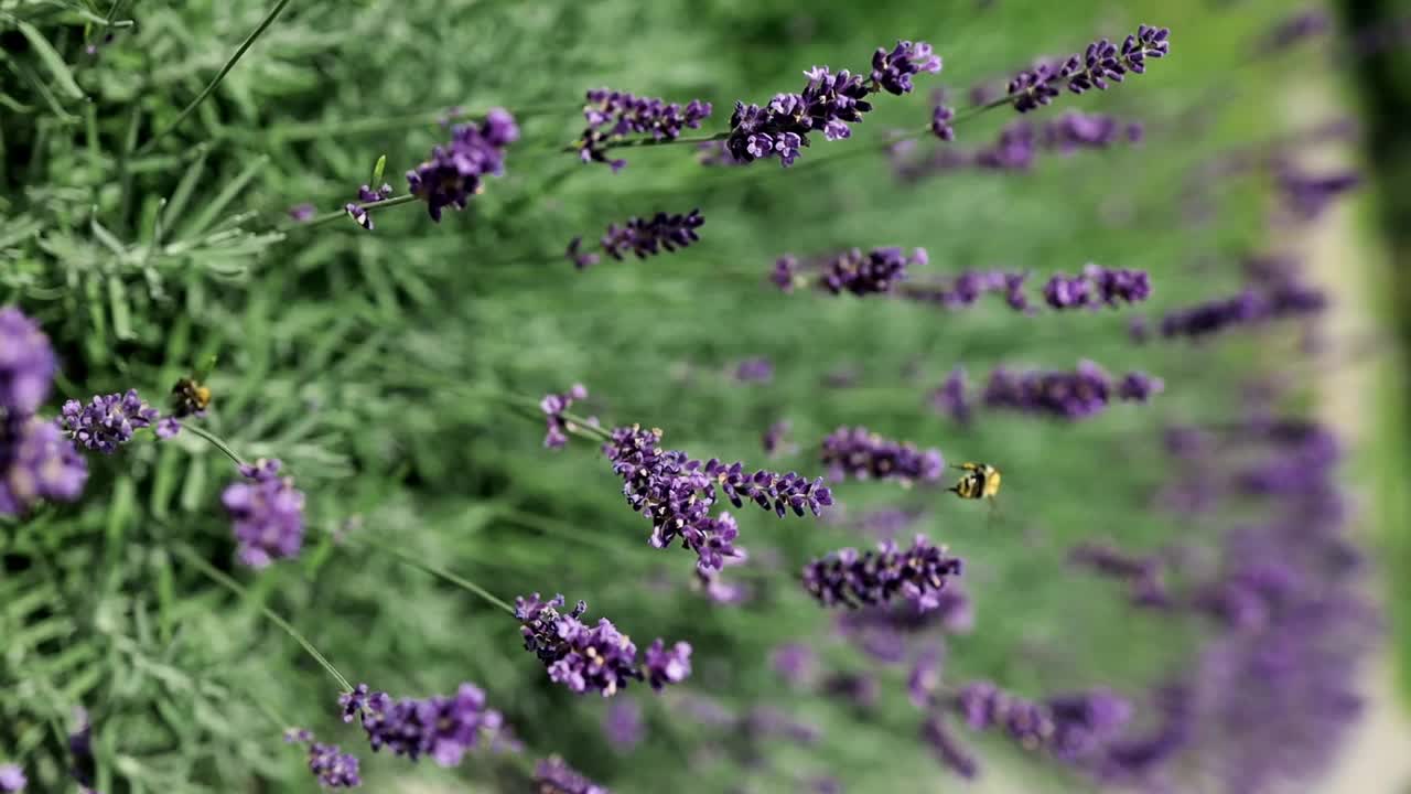 田野里紫色的薰衣草花。夏日后院风景优美。蜜蜂给薰衣草授粉视频素材