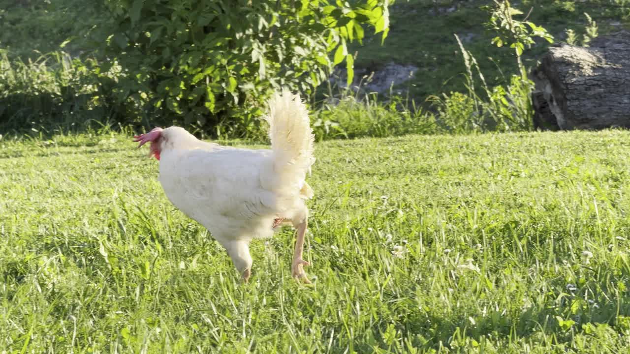 有机农场的自由放养鸡视频下载