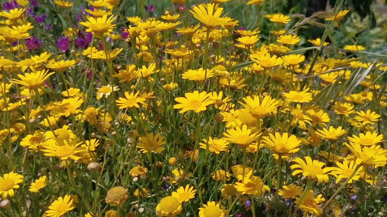 一片黄花的田野，背景中点缀着几朵紫色的花视频素材