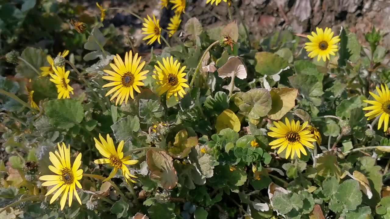 田野里有一束黄色的花视频素材