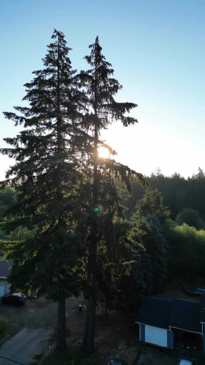 夏天的日出视频下载