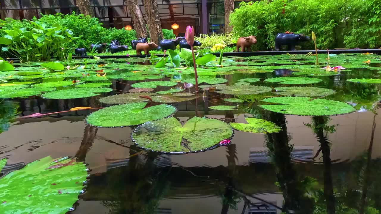 在泰国普吉岛芭东海滩，一个大池塘里的睡莲，雨滴在水中形成了一个圆圈，色彩缤纷的绿色景观区有睡莲、棕榈树和郁郁葱葱的绿色植被视频下载