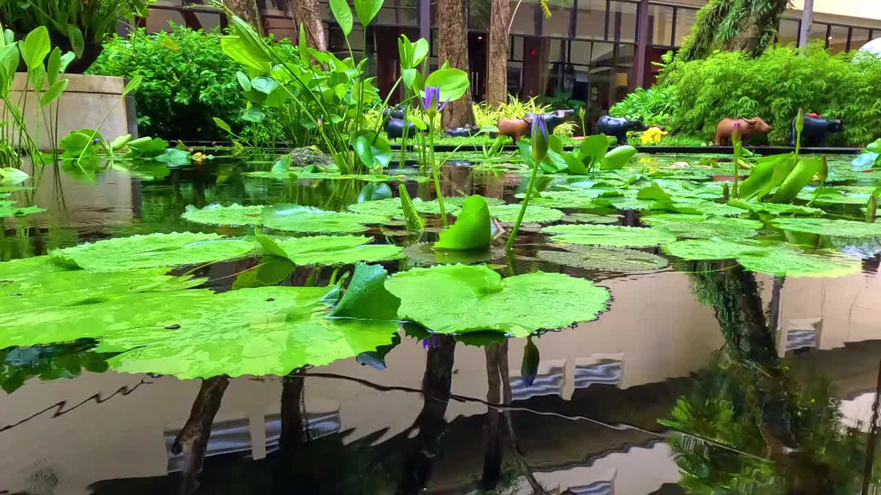 在泰国普吉岛芭东海滩，一个大池塘里的睡莲，雨滴在水中形成了一个圆圈，色彩缤纷的绿色景观区有睡莲、棕榈树和郁郁葱葱的绿色植被视频下载