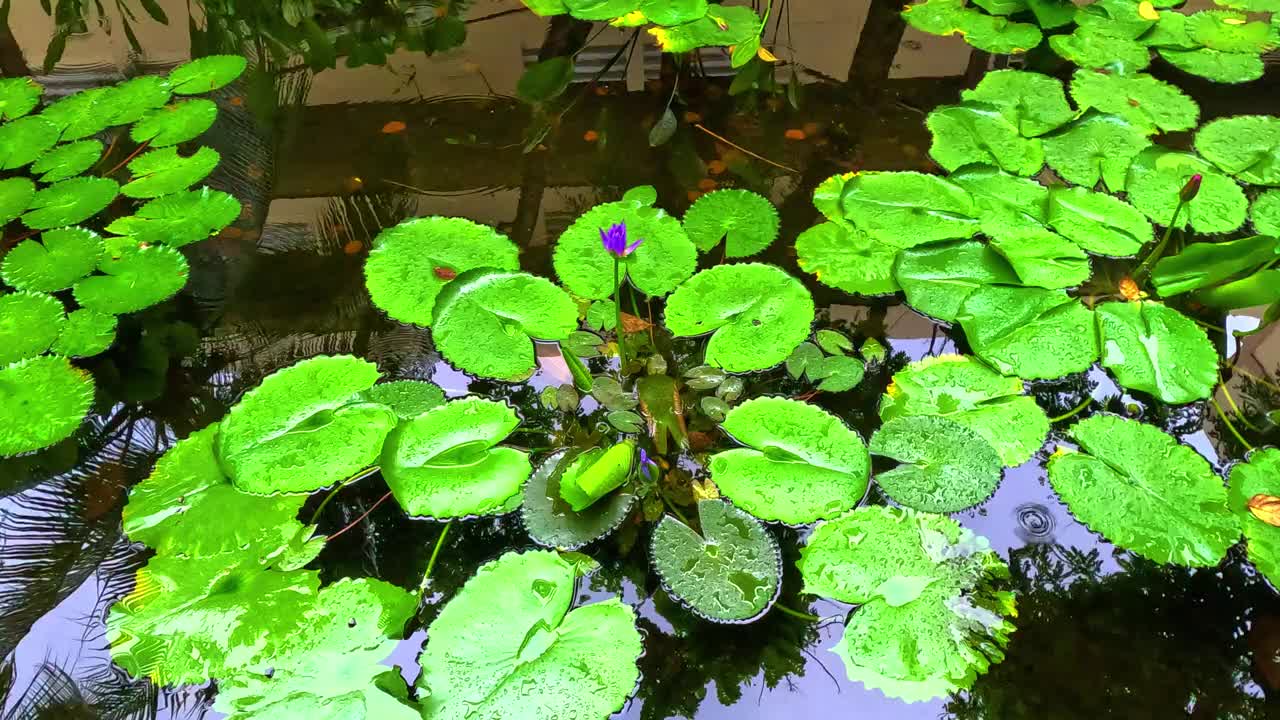 在泰国普吉岛芭东海滩，一个大池塘里的睡莲，雨滴在水中形成了一个圆圈，色彩缤纷的绿色景观区有睡莲、棕榈树和郁郁葱葱的绿色植被视频素材