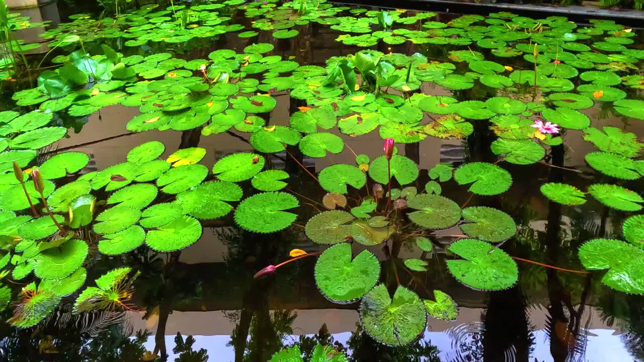 在泰国普吉岛芭东海滩，一个大池塘里的睡莲，雨滴在水中形成了一个圆圈，色彩缤纷的绿色景观区有睡莲、棕榈树和郁郁葱葱的绿色植被视频素材