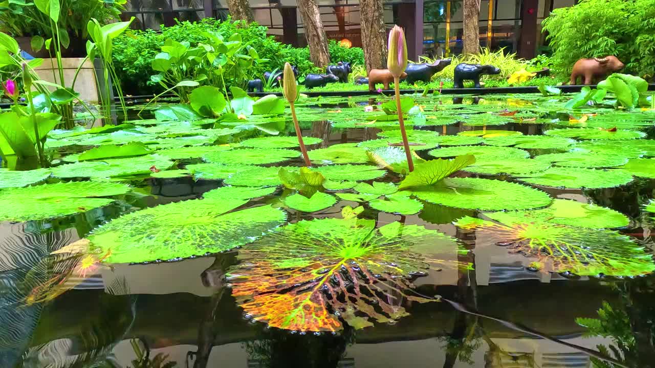 在泰国普吉岛芭东海滩，一个大池塘里的睡莲，雨滴在水中形成了一个圆圈，色彩缤纷的绿色景观区有睡莲、棕榈树和郁郁葱葱的绿色植被视频下载