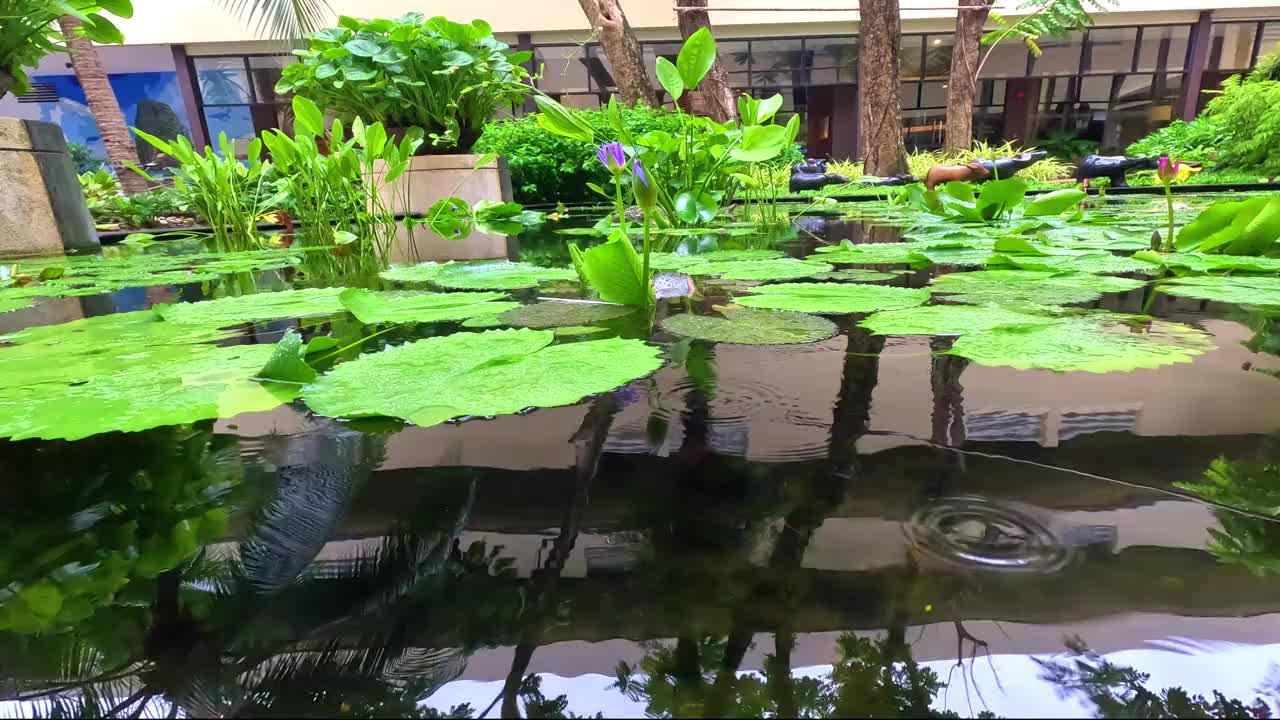 在泰国普吉岛芭东海滩，一个大池塘里的睡莲，雨滴在水中形成了一个圆圈，色彩缤纷的绿色景观区有睡莲、棕榈树和郁郁葱葱的绿色植被视频下载