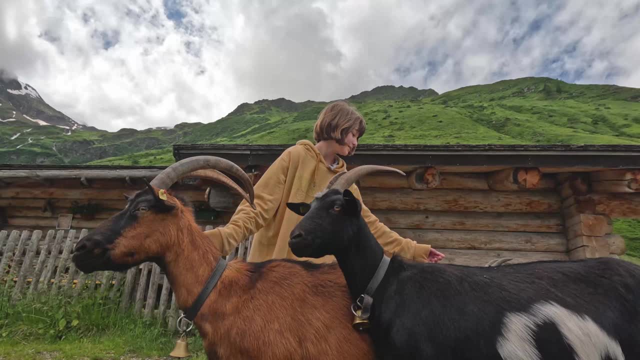 小女孩在奥地利阿尔卑斯山抚摸山羊视频素材