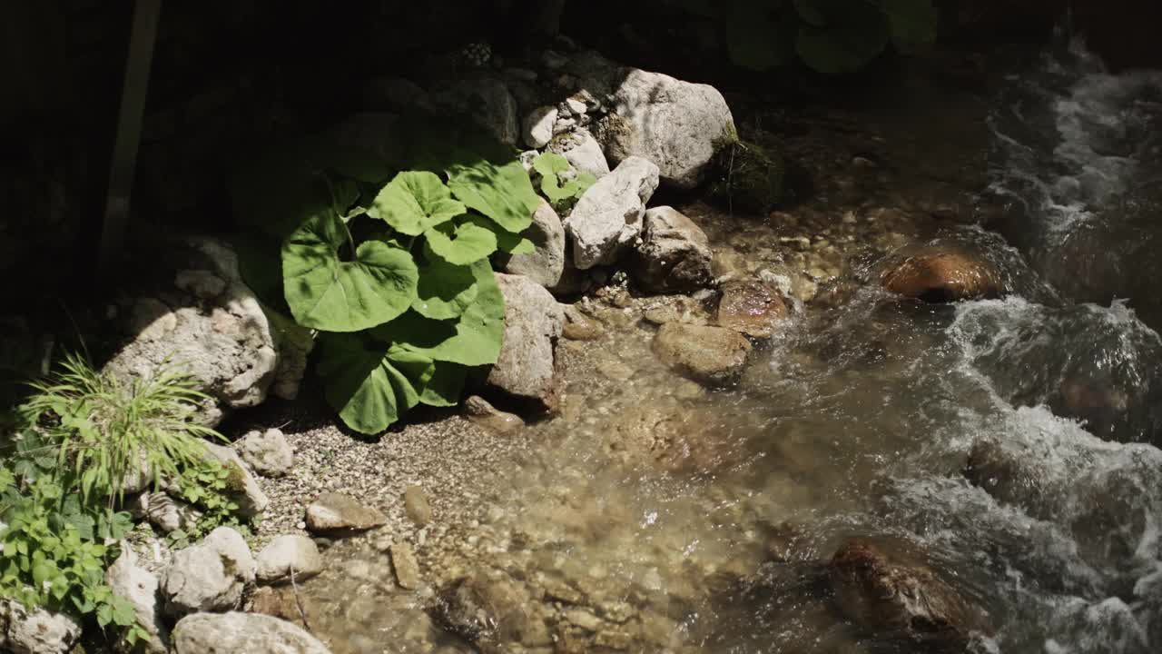 流经岩石和植物的山溪视频素材