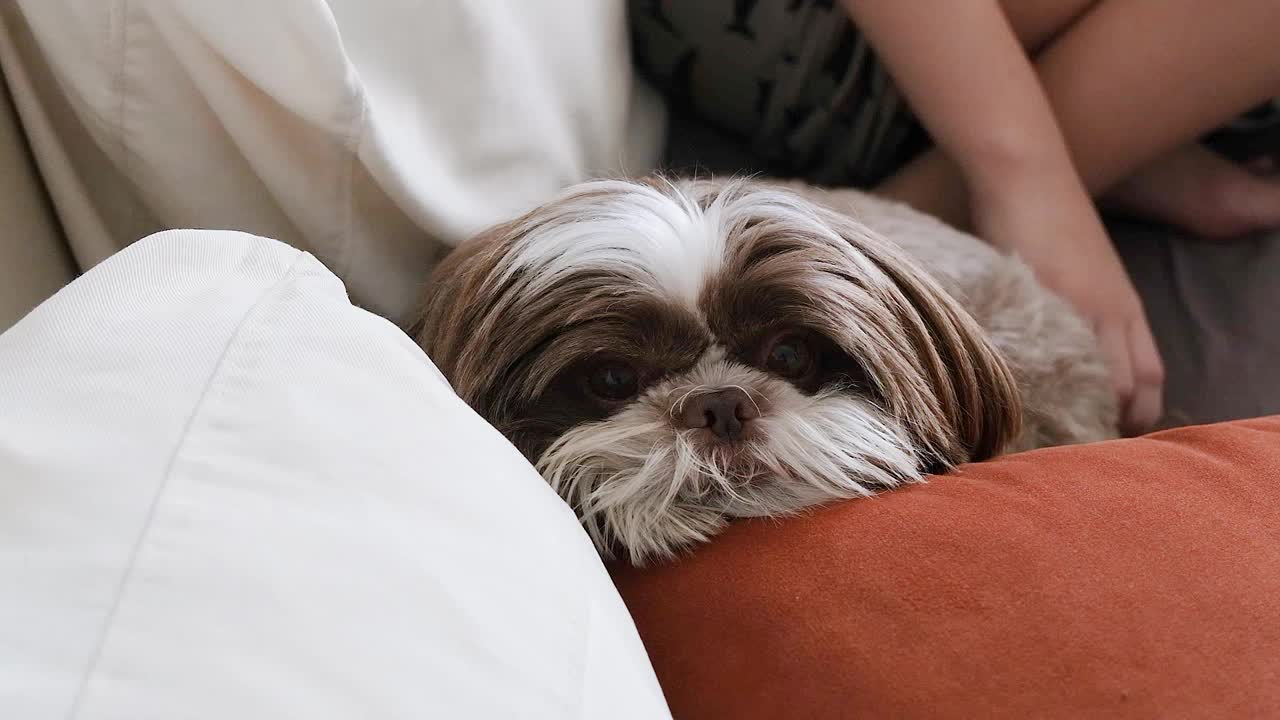 西施犬躺在沙发上，对着镜头眨着眼睛。视频下载