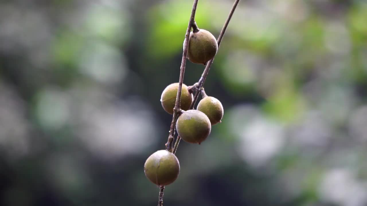 象牙桃花心木(象牙桃花心木，菊苣属)。象牙红木是一种长到36米高的大树视频下载