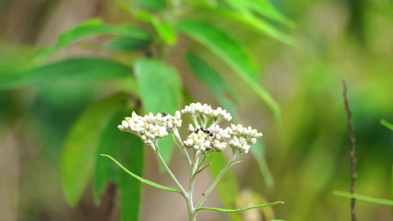 爪哇雪绒花，爪哇雪绒花，仙鹤花，永不枯萎，永恒的花。它被称为不朽之花，因为这种花可以存活大约100年视频下载