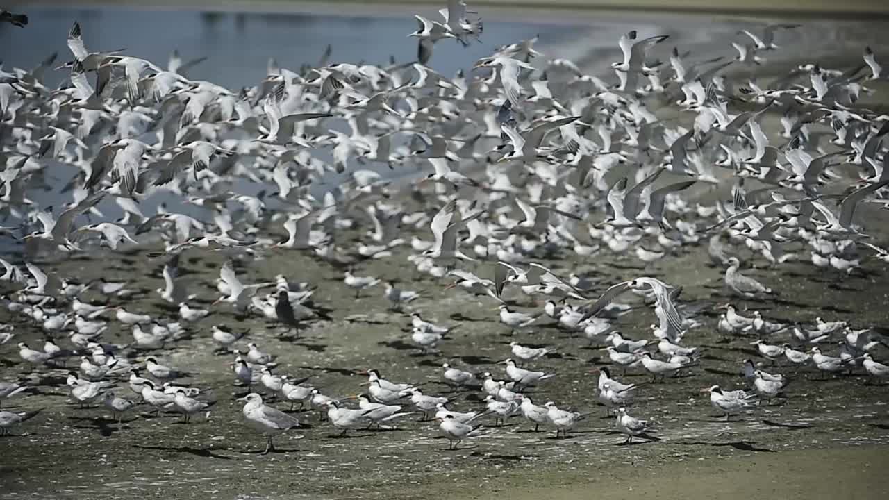 野生燕鸥在偏远的海滩上休息视频素材