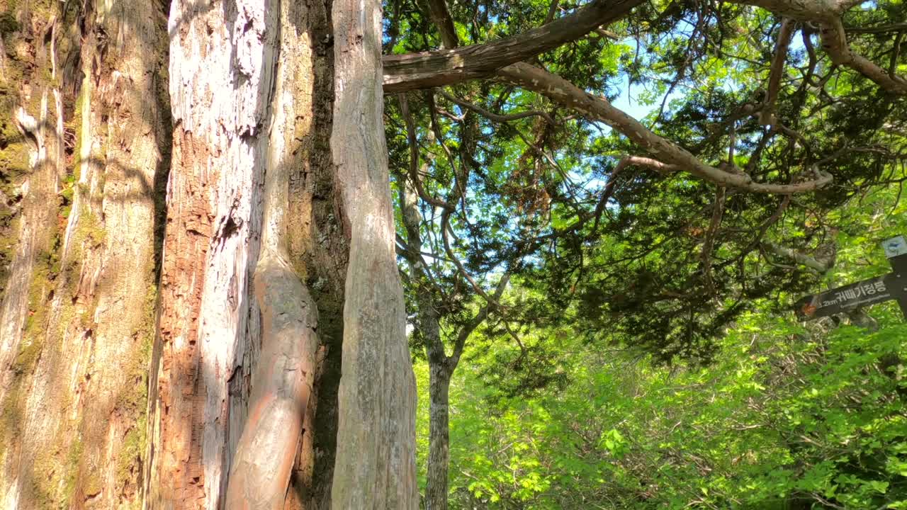 江原道、雪岳山、西丰陵山和自然风光/韩国视频素材